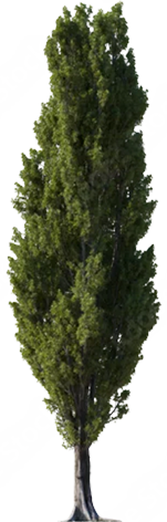 Pine Tree